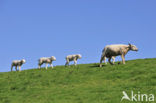 Domestic Texel sheep (Ovis aries)