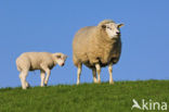 Domestic Texel sheep (Ovis aries)