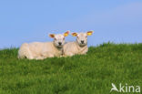 Domestic Texel sheep (Ovis aries)