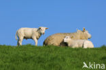 Domestic Texel sheep (Ovis aries)