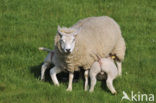 Texelaar schaap (Ovis aries)