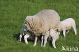 Texelaar schaap (Ovis aries)