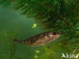 Ninespine Stickleback (Pungitius pungitius)