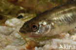 Ninespine Stickleback (Pungitius pungitius)