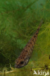 Tiendoornige stekelbaars (Pungitius pungitius)