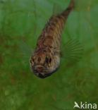 Ninespine Stickleback (Pungitius pungitius)