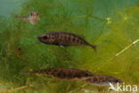 Ninespine Stickleback (Pungitius pungitius)