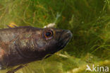 Ninespine Stickleback (Pungitius pungitius)