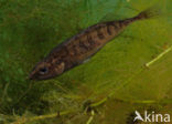 Ninespine Stickleback (Pungitius pungitius)