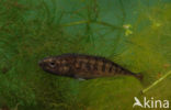 Ninespine Stickleback (Pungitius pungitius)