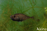 Ninespine Stickleback (Pungitius pungitius)