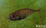 Ninespine Stickleback (Pungitius pungitius)