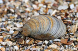 Toegeknepen korfmossel (Corbicula fluminalis)