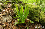 Tongvaren (Asplenium scolopendrium)