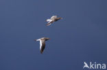 Common Redshank (Tringa totanus)