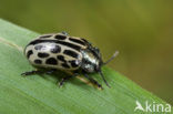 Oligophagous Leaf Beetle (Chrysomela vigintipunctata)