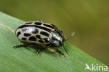 Twintigstippelig wilgenhaantje (Chrysomela vigintipunctata)