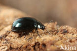 imported willow leaf beetle (Plagiodera versicolora)