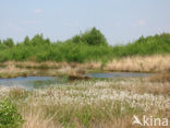 Veenpluis (Eriophorum angustifolium)