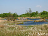 Veenpluis (Eriophorum angustifolium)