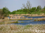 Veenpluis (Eriophorum angustifolium)