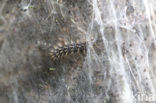 Veldparelmoervlinder (Melitaea cinxia) 