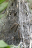 Veldparelmoervlinder (Melitaea cinxia) 