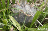 Veldparelmoervlinder (Melitaea cinxia) 