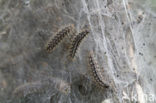 Glanville Fritellary (Melitaea cinxia)