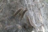 Veldparelmoervlinder (Melitaea cinxia) 