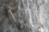 Veldparelmoervlinder (Melitaea cinxia) 