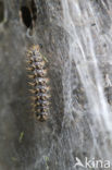 Veldparelmoervlinder (Melitaea cinxia) 