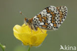 Veldparelmoervlinder (Melitaea cinxia) 