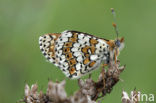 Veldparelmoervlinder (Melitaea cinxia) 