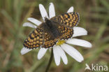 Veldparelmoervlinder (Melitaea cinxia) 