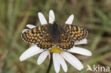 Veldparelmoervlinder (Melitaea cinxia) 