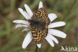 Veldparelmoervlinder (Melitaea cinxia) 