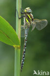 Venglazenmaker (Aeshna juncea)