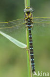 Venglazenmaker (Aeshna juncea)