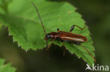 Tanbark Borer (Phymatodes testaceus)