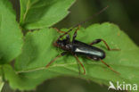 Veranderlijke boktor (Phymatodes testaceus)