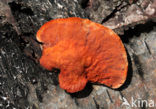 Cinnabar Bracket (Pycnoporus cinnabarinus)