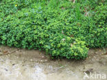 Verspreidbladig goudveil (Chrysosplenium alternifolium)