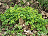 Alternate-leaved Golden Saxifrage (Chrysosplenium alternifolium)