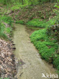 Verspreidbladig goudveil (Chrysosplenium alternifolium)