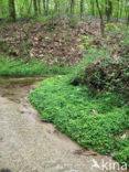 Verspreidbladig goudveil (Chrysosplenium alternifolium)