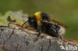 Vierkleurige koekoekshommel (Bombus sylvestris)