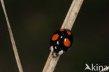 Vierstippelig Zwart Veelkleurig Lieveheersbeestje (Harmonia axyridis f. spectabilis)