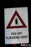 Vliegend hert (Lucanus cervus)