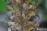 Bird’s-nest Orchid (Neottia nidus-avis)